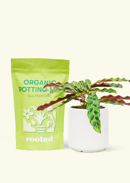 A bag of Organic Potting Mix to the left of a Calathea 'Rattlesnake' in a white cylinder ceramic pot.