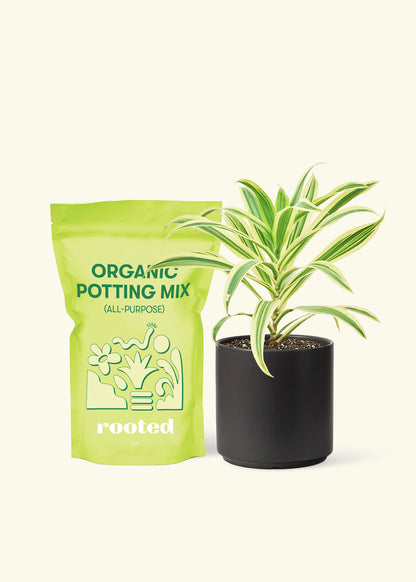 Small Song of India (Dracaena reflexa) in a black cylinder pot and a bag of soil.