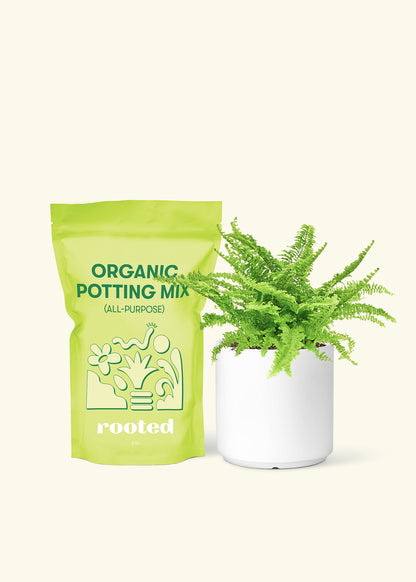 Small Boston Fern in a white cylinder pot and a bag of soil.