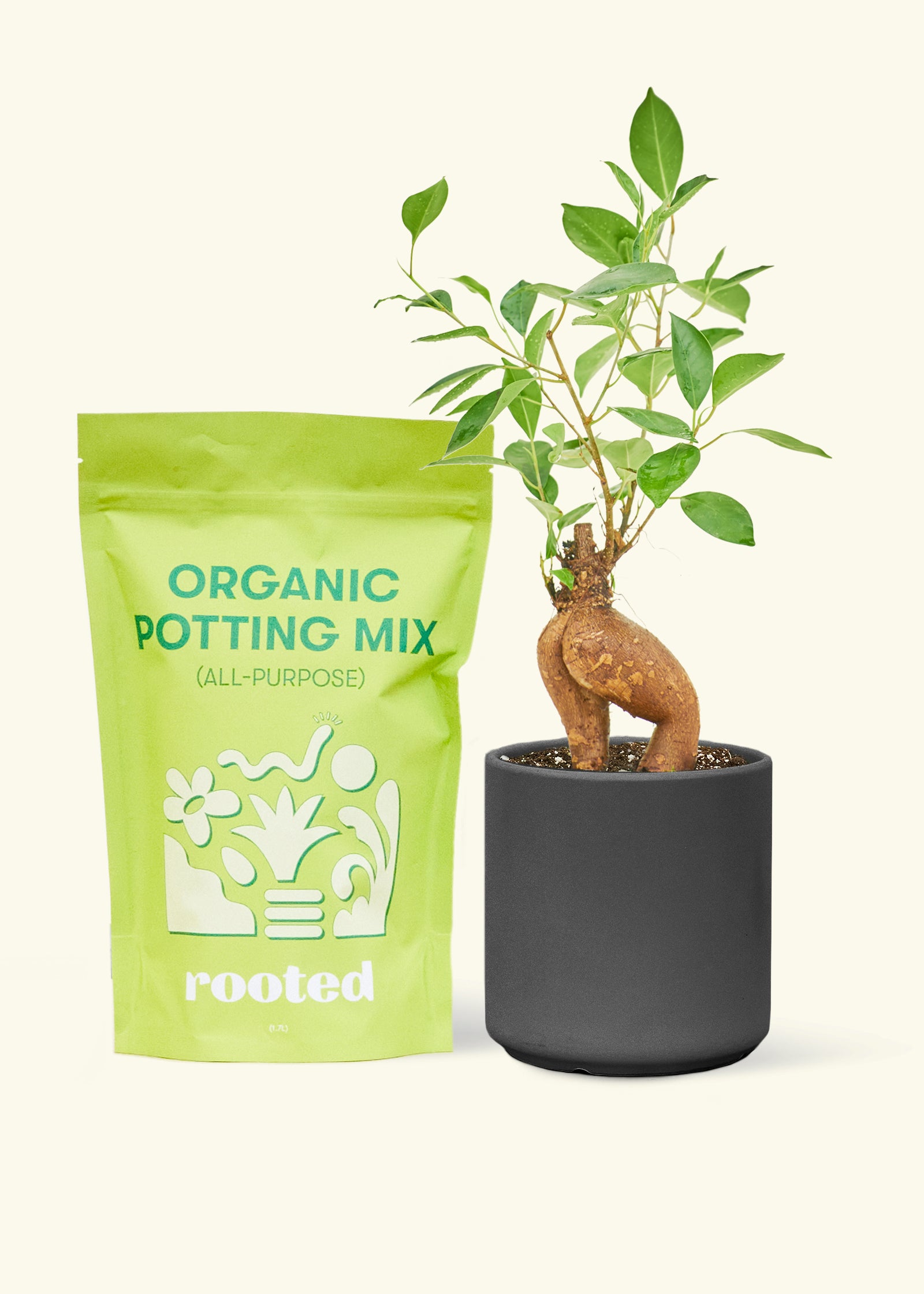 A bag of Organic Potting Mix to the left of a Ficus 'Ginseng' in a black cylinder ceramic pot.