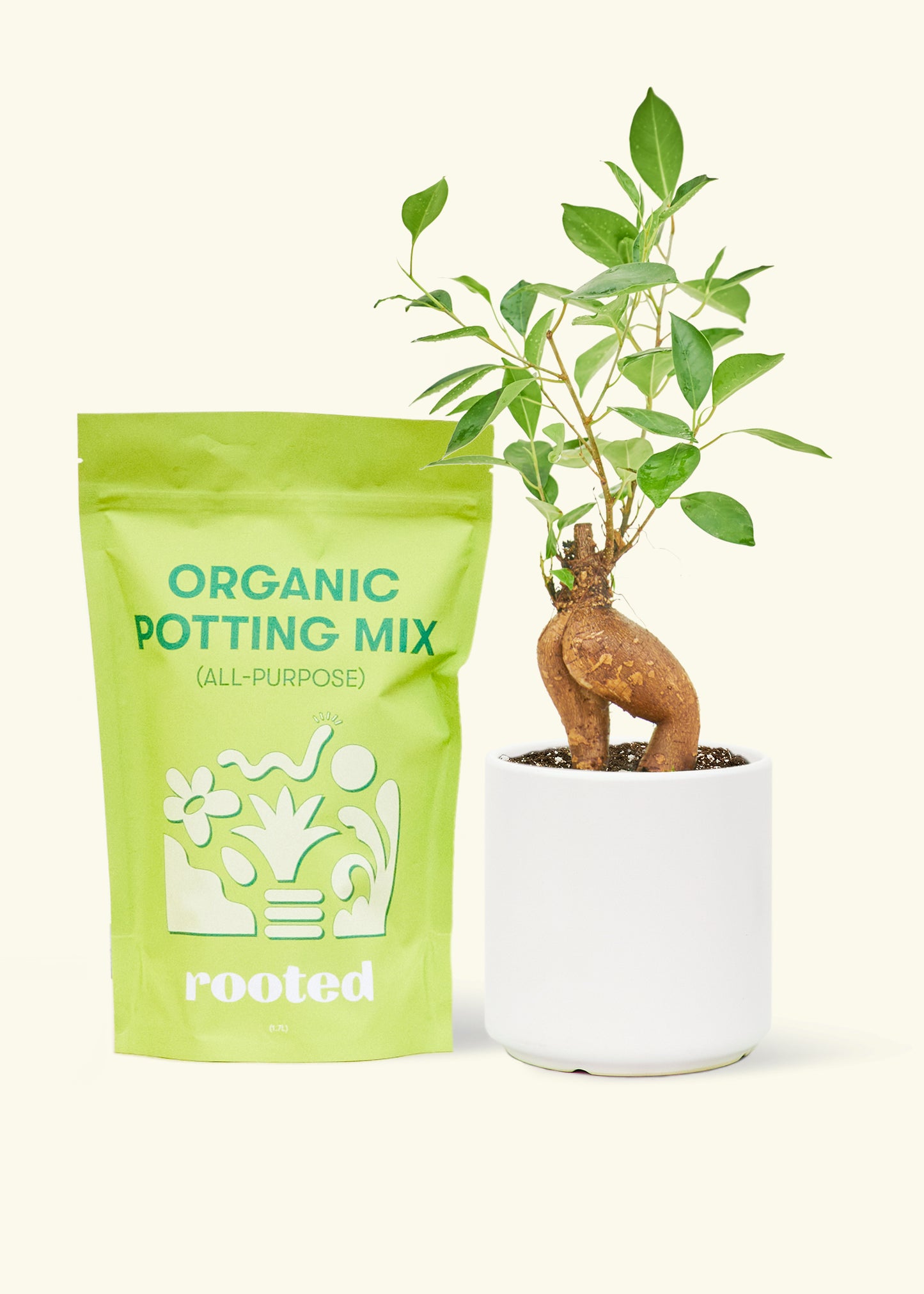A bag of Organic Potting Mix to the left of a Ficus 'Ginseng' in a white cylinder ceramic pot.