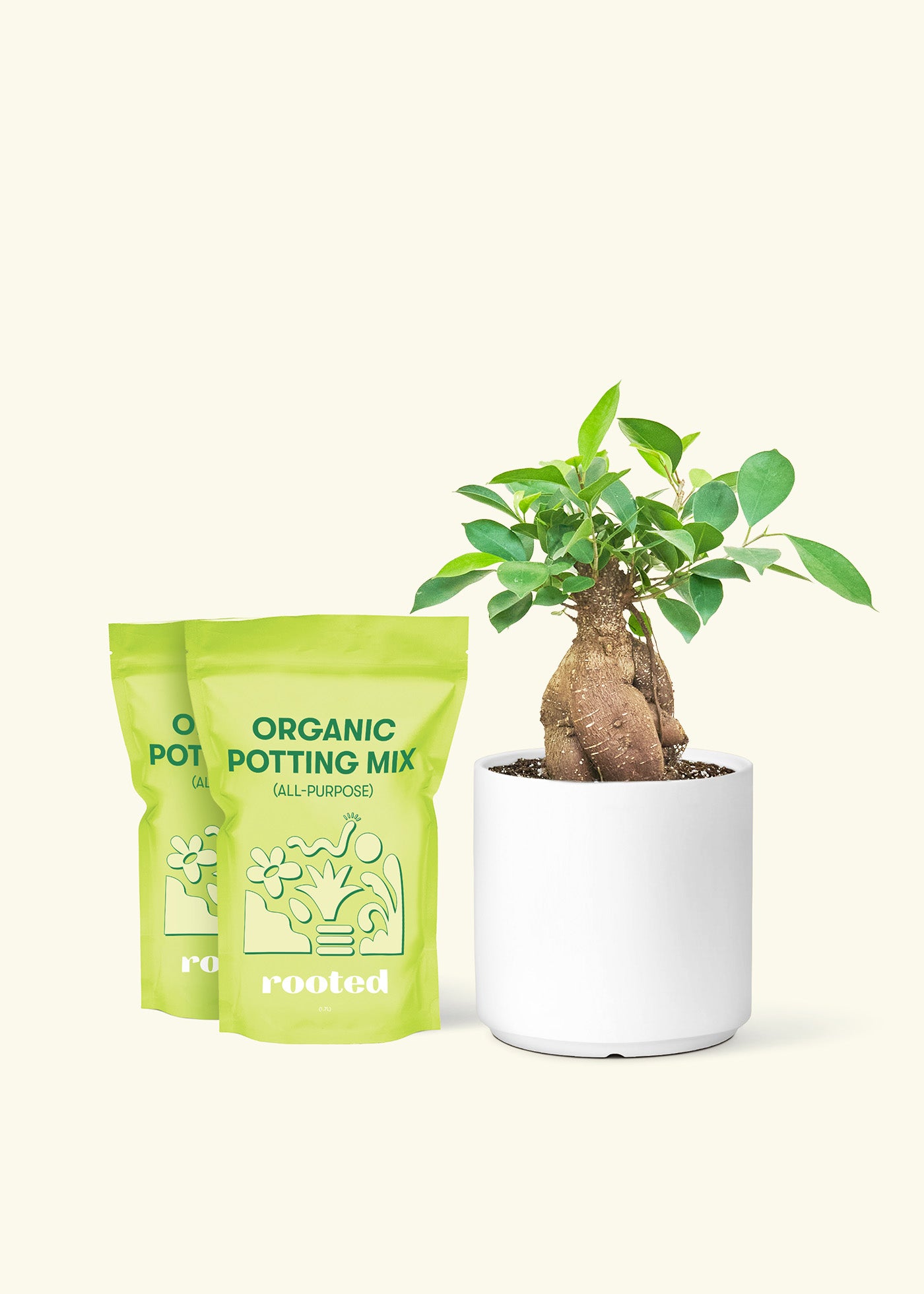 Medium Ficus 'Ginseng' in a white cylinder pot and 2 bags of soil.