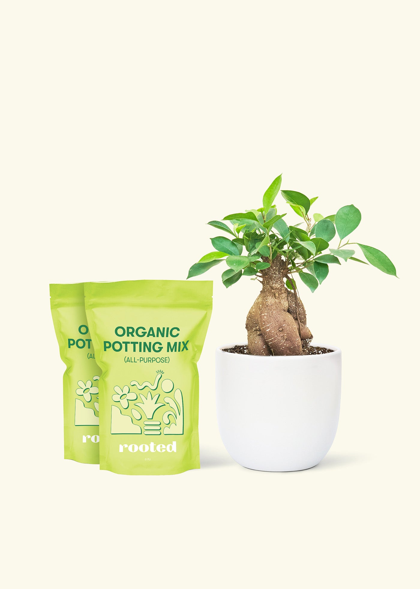 Medium Ficus 'Ginseng' in a white round pot and 2 bags of soil.