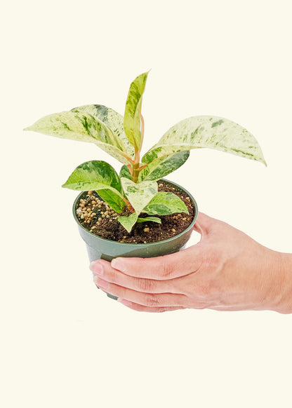 Small Ficus 'Shivereana' in a grow pot