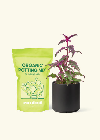 Small Purple Passion Plant (Gynura aurantiaca) in a black cylinder pot and a bag of soil.