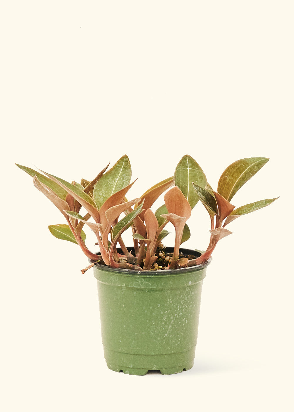 Small Black Jewel Orchid (Ludisia discolor) in a grow pot.