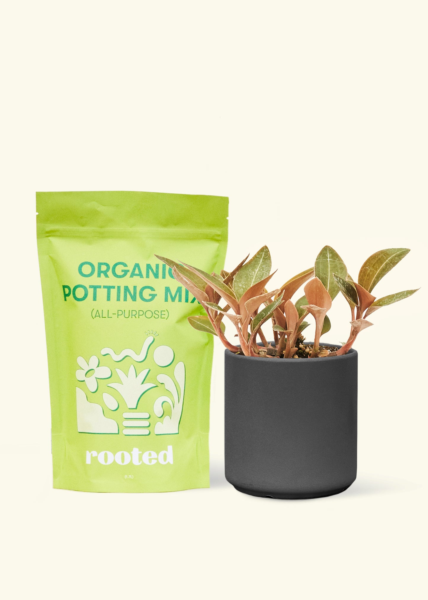 Small Black Jewel Orchid (Ludisia discolor) in a black cylinder pot and a bag of soil.