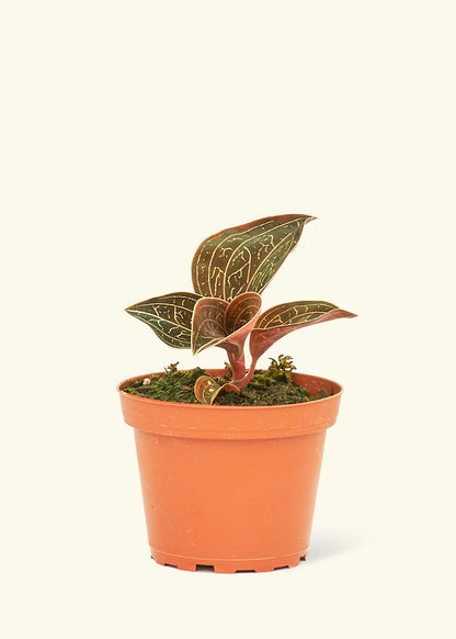 A 4" jewel orchid in a grow pot.