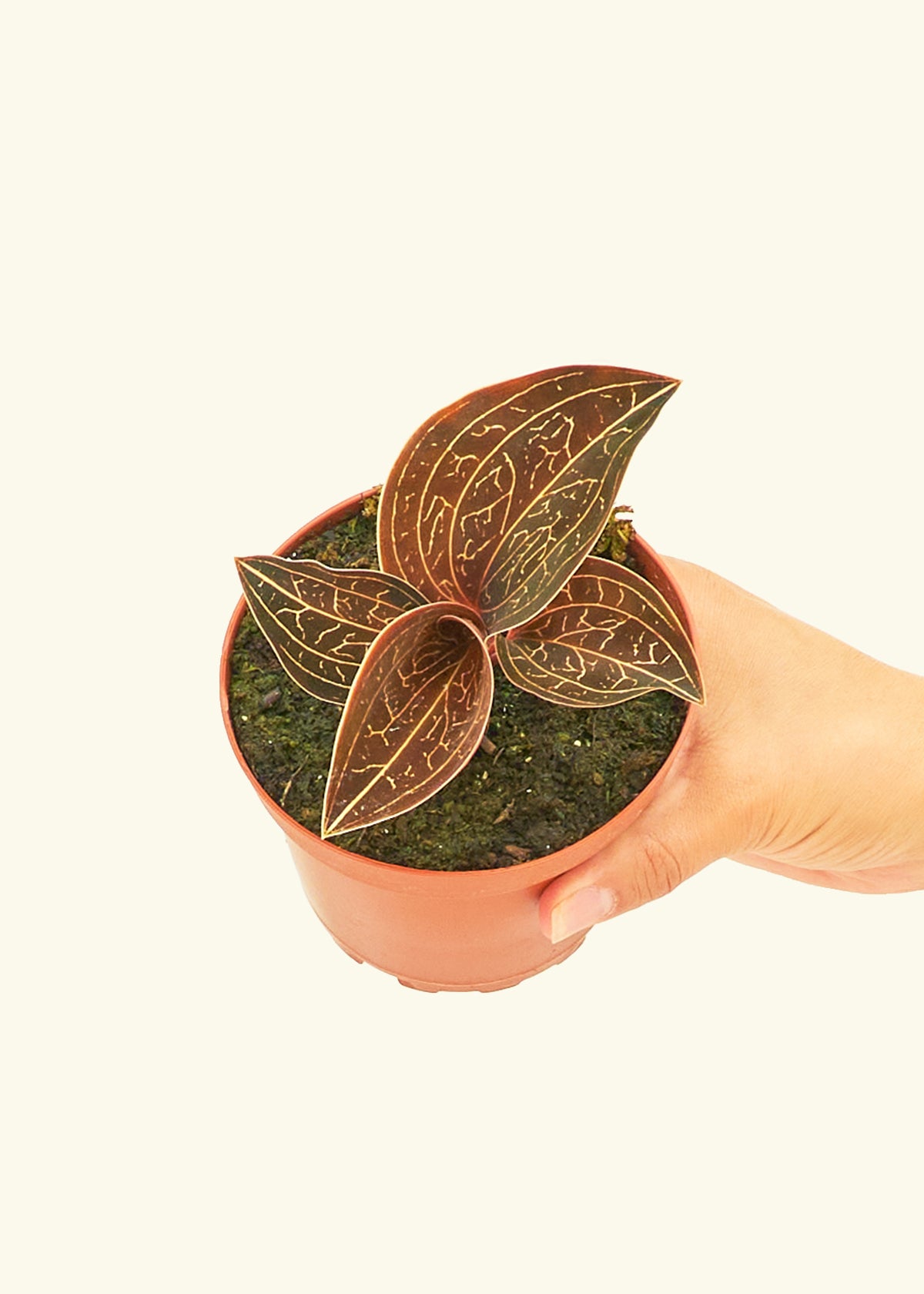 A 4" jewel orchid in a grow pot.