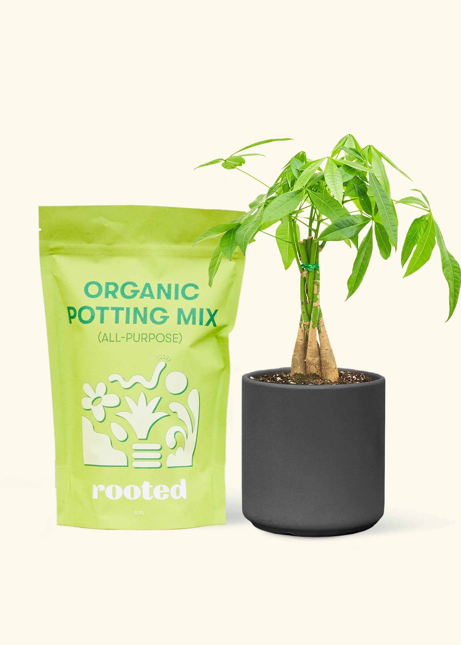 A bag of Organic Potting Mix to the left of a Braided Money Tree in a black cylinder ceramic pot.