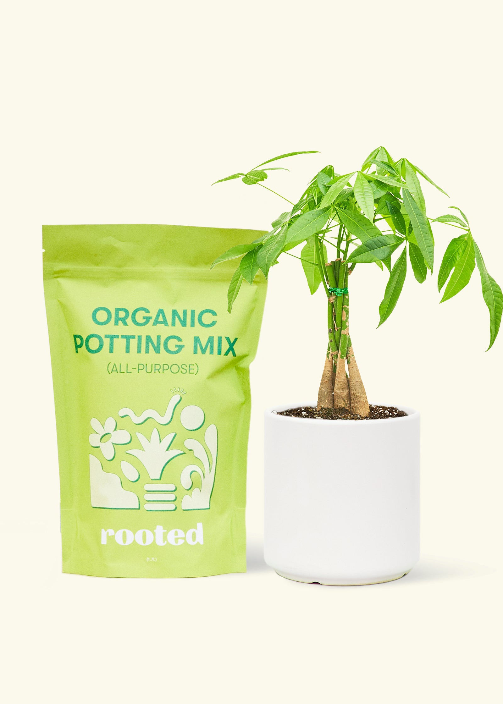 A bag of Organic Potting Mix to the left of a Braided Money Tree in a white cylinder ceramic pot.