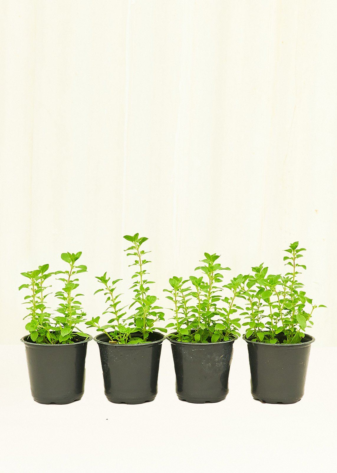 Oregano 4-Pack Plant Rooted 