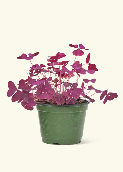 Medium False Shamrock in a grow pot