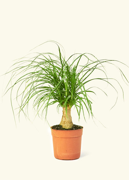 Small Ponytail Palm (Beaucarnea recurvata) in a grow pot.