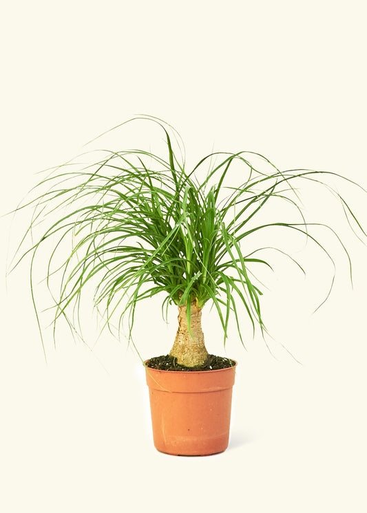 Ponytail Palm in a 4 inches grow pot