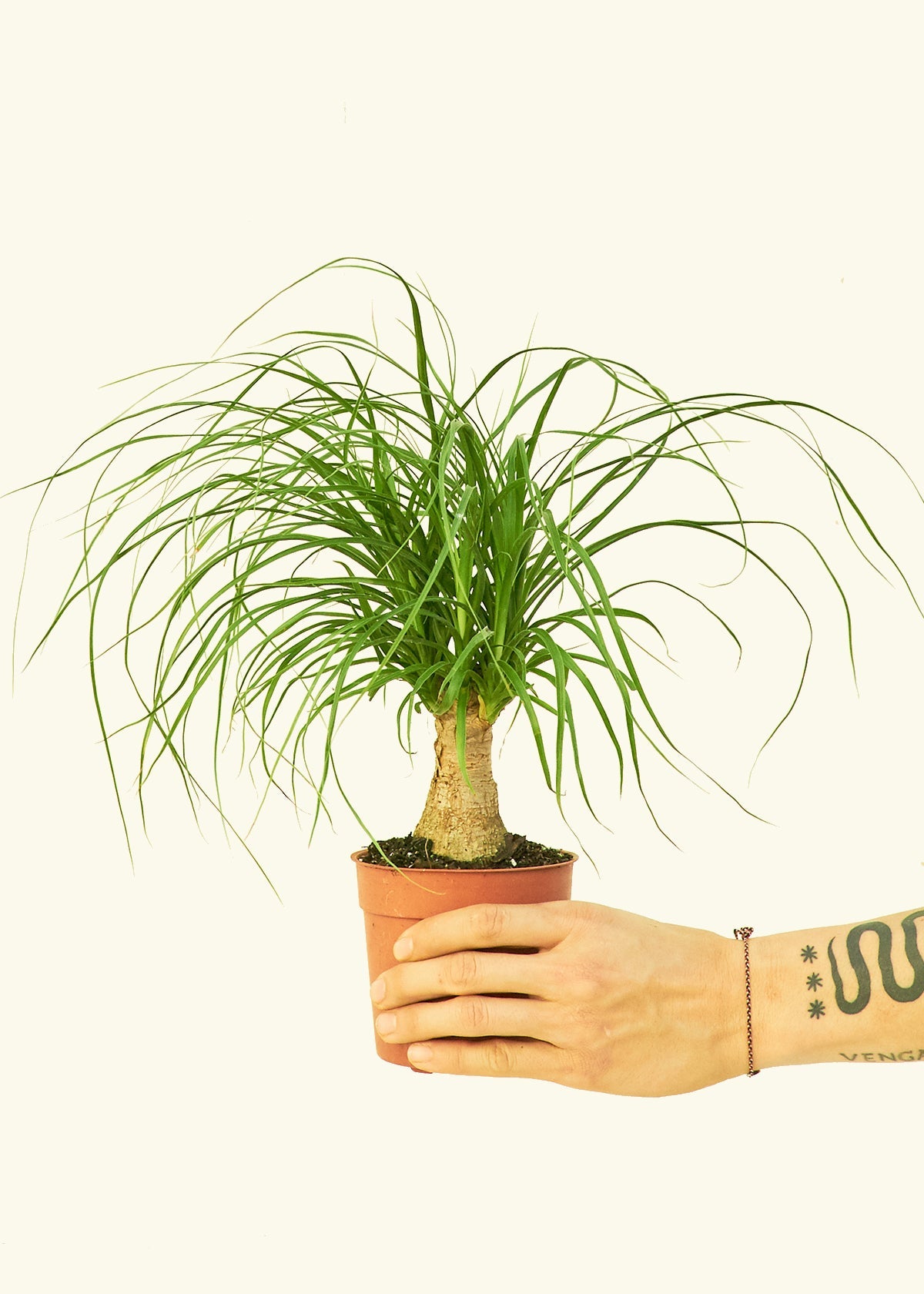 Small Ponytail Palm (Beaucarnea recurvata) in a grow pot.