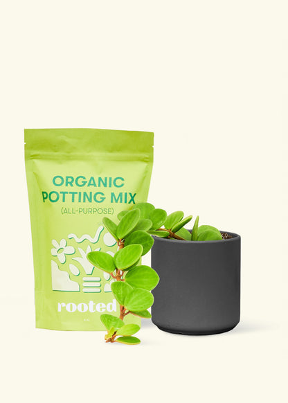 A bag of Organic Potting Mix to the left of a Peperomia 'Hope' in a black cylinder ceramic pot.