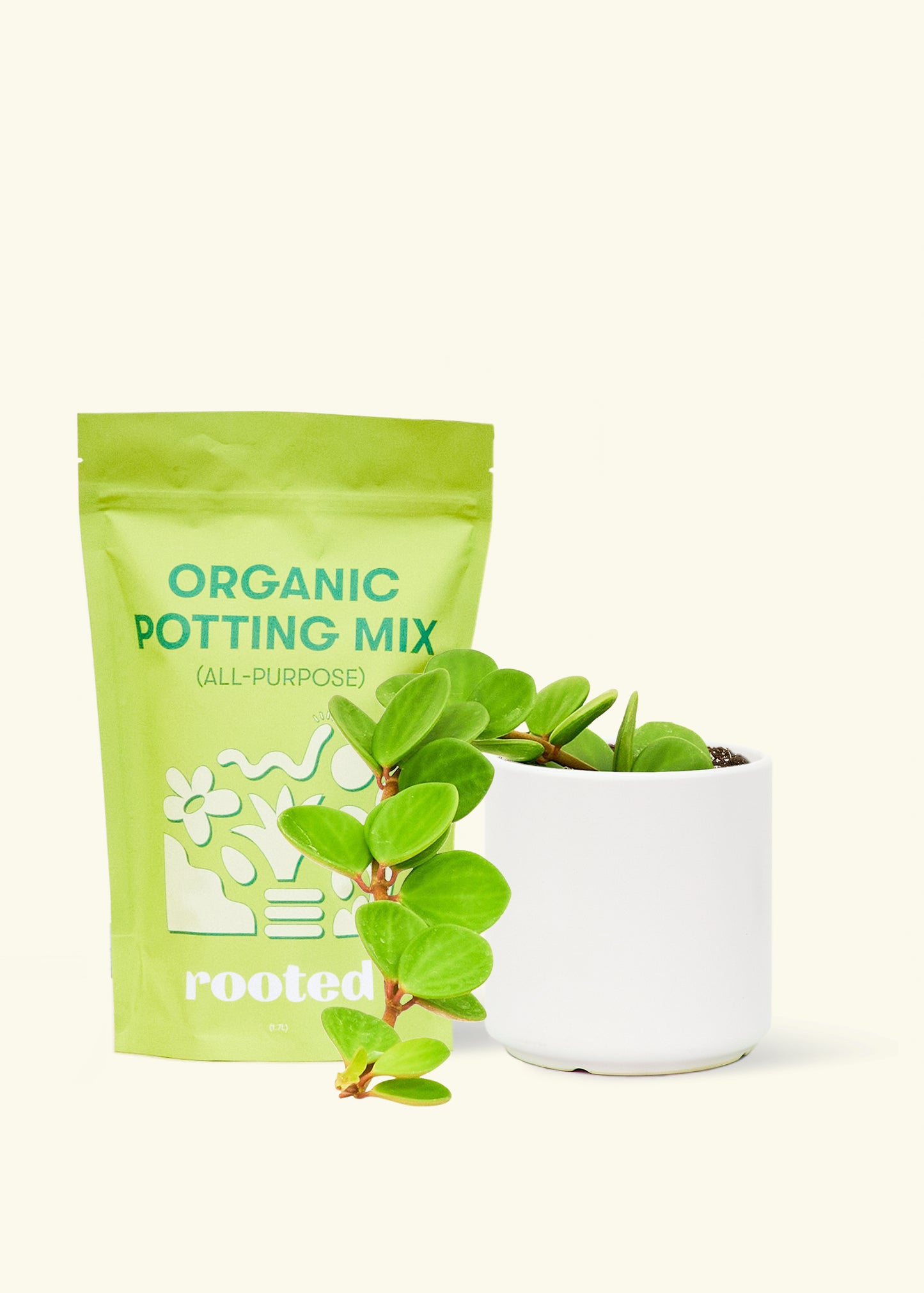 A bag of Organic Potting Mix to the left of a Peperomia 'Hope' in a white cylinder ceramic pot.