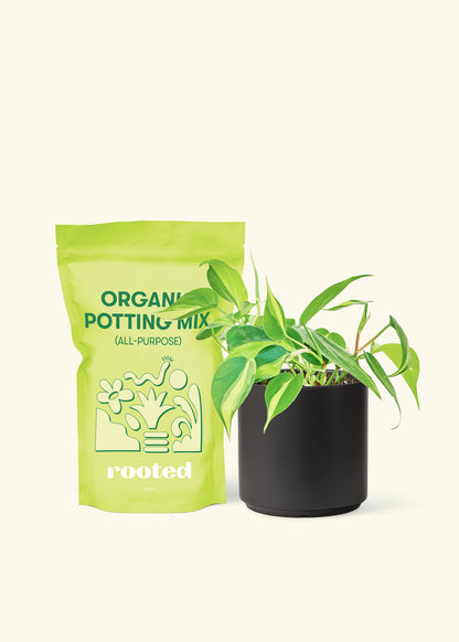 Small Philodendron Brasil (Philodendron hederaceum) in a black cylinder pot and a bag of soil.