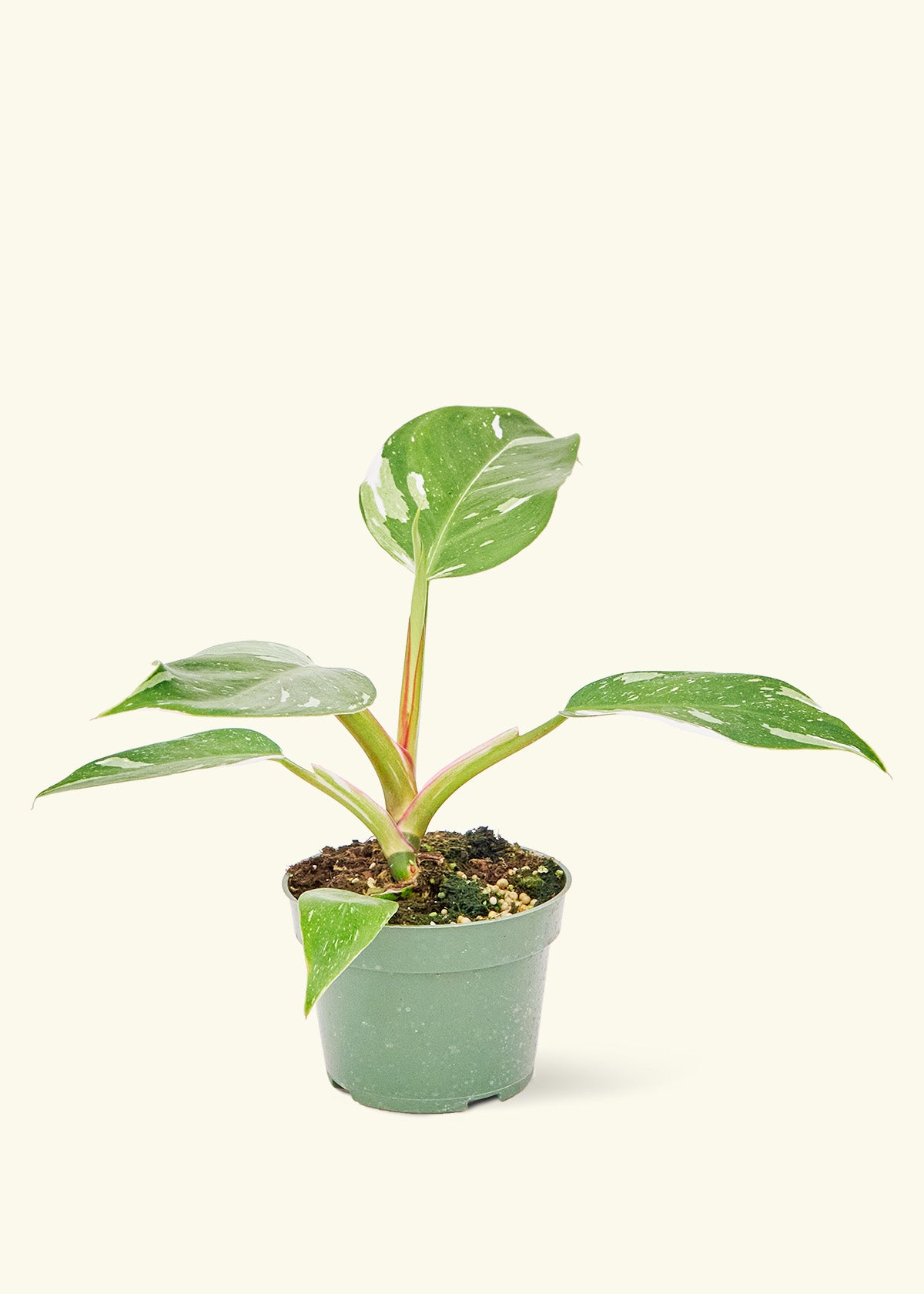 Philodendron 'White Princess' in a grow pot