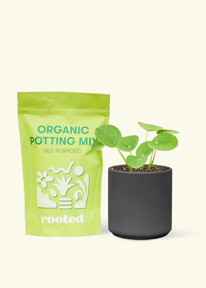 A bag of Organic Potting Mix to the left of a Chinese Money Plant in a black  cylinder ceramic pot.