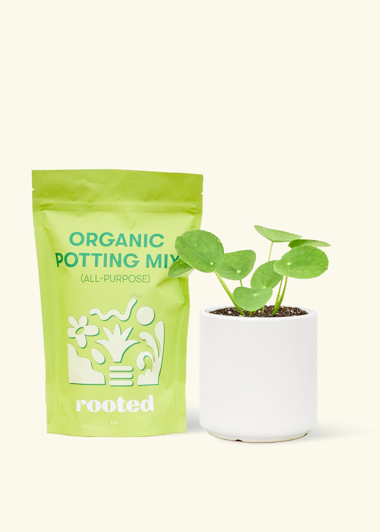 A bag of Organic Potting Mix to the left of a Chinese Money Plant in a white cylinder ceramic pot.