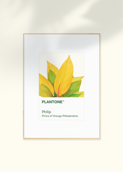 Plantone Postcard Set Merchandise Rooted 