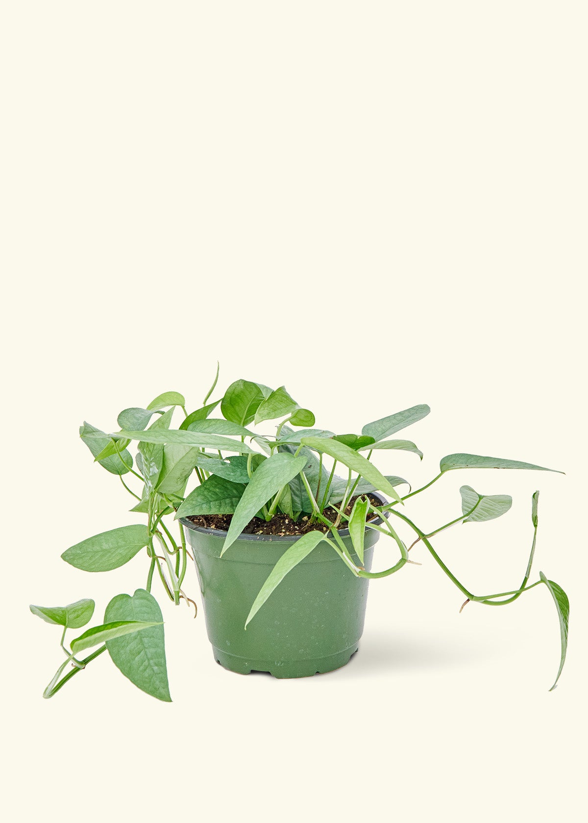 Medium Cebu Blue Pothos in a grow pot