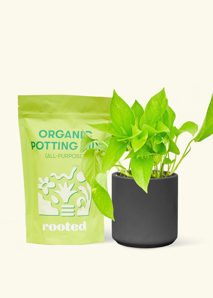 A bag of Organic Potting Mix to the left of a String of Hearts in a black cylinder ceramic pot.