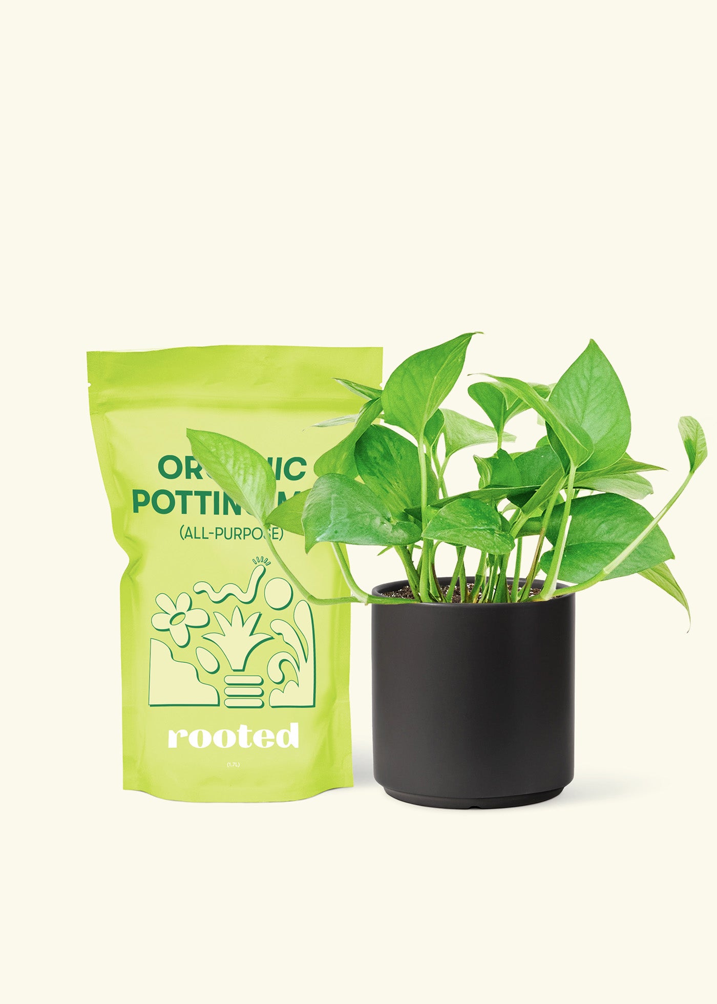 Small Jade Pothos (Epipremnum aureum) in a black cylinder pot and a bag of soil.