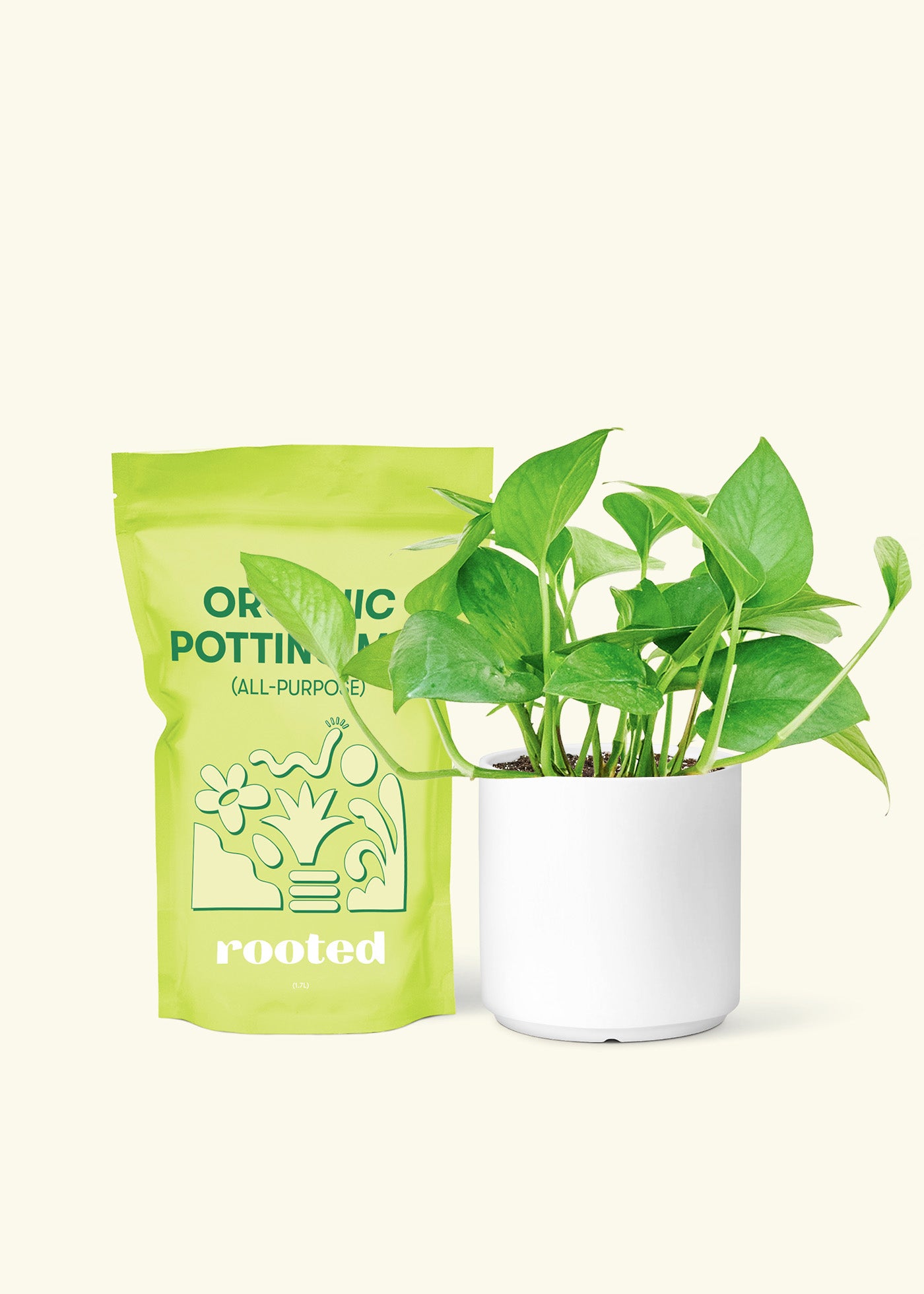 Small Jade Pothos (Epipremnum aureum) in a white cylinder pot and a bag of soil.