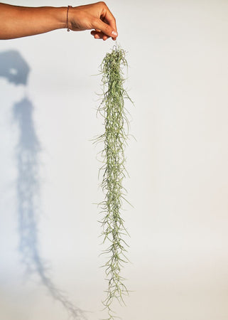 Spanish moss, Tillandsia usneoides – Paradise Found Nursery