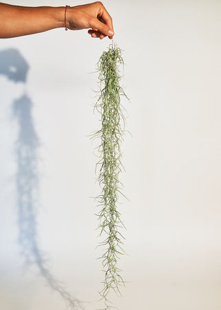 Spanish Moss (Tillandsia usneoides) – Rooted