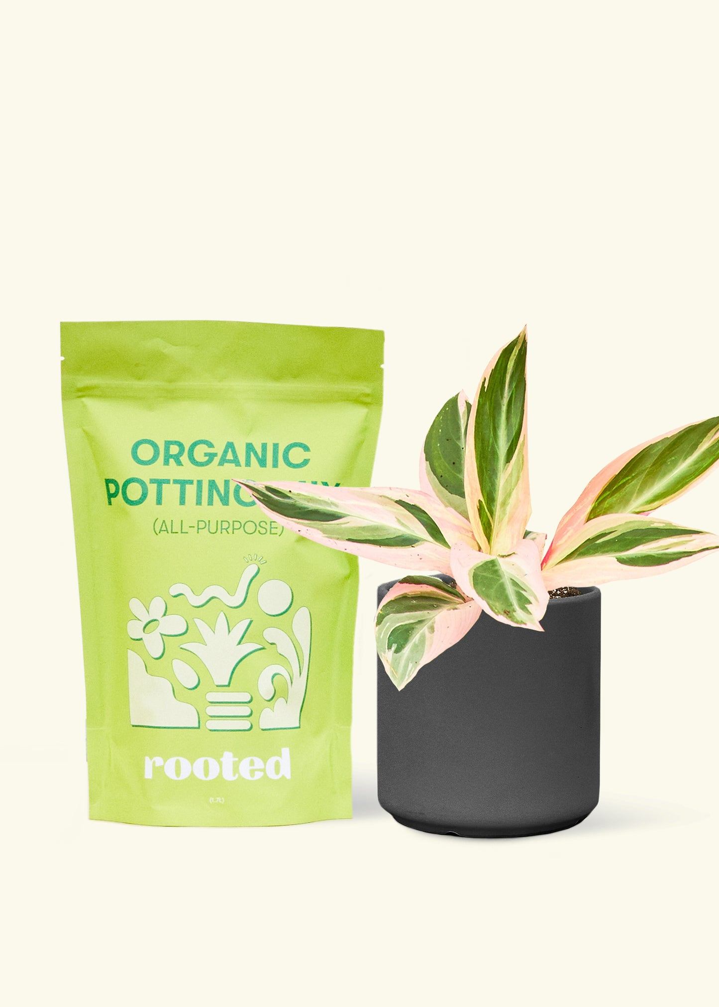 A bag of Organic Potting Mix to the left of a Stromanthe 'Triostar' in a black cylinder ceramic pot.