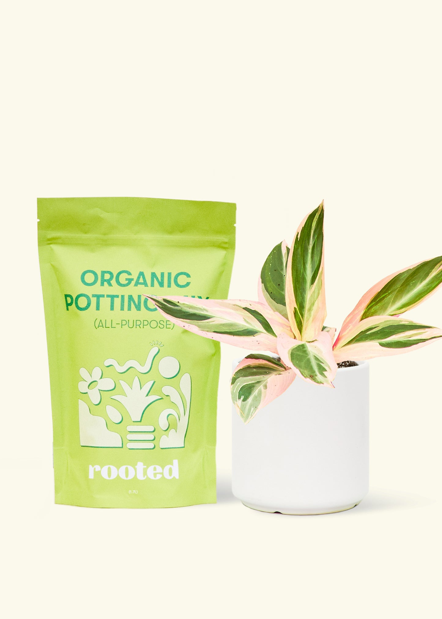 A bag of Organic Potting Mix to the left of a Stromanthe 'Triostar' in a white cylinder ceramic pot.