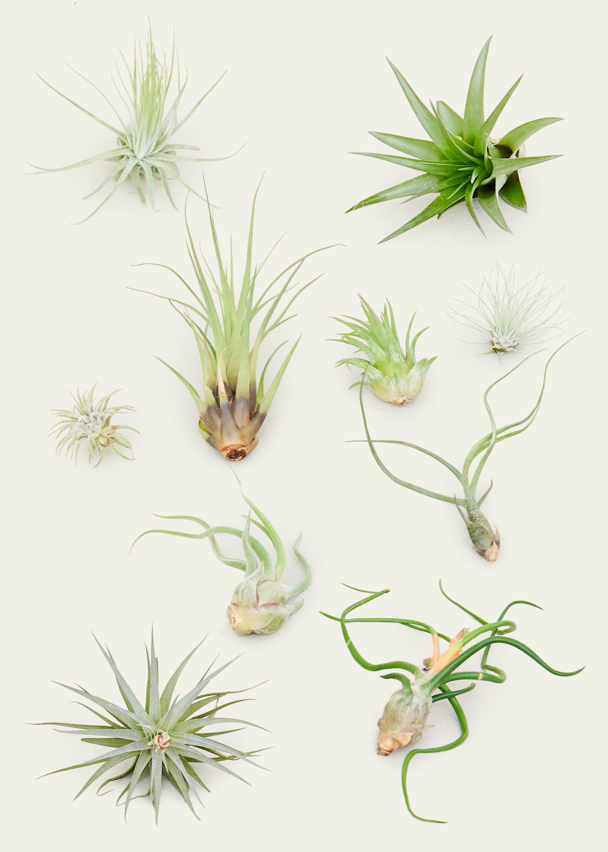 10 Assorted Air Plants