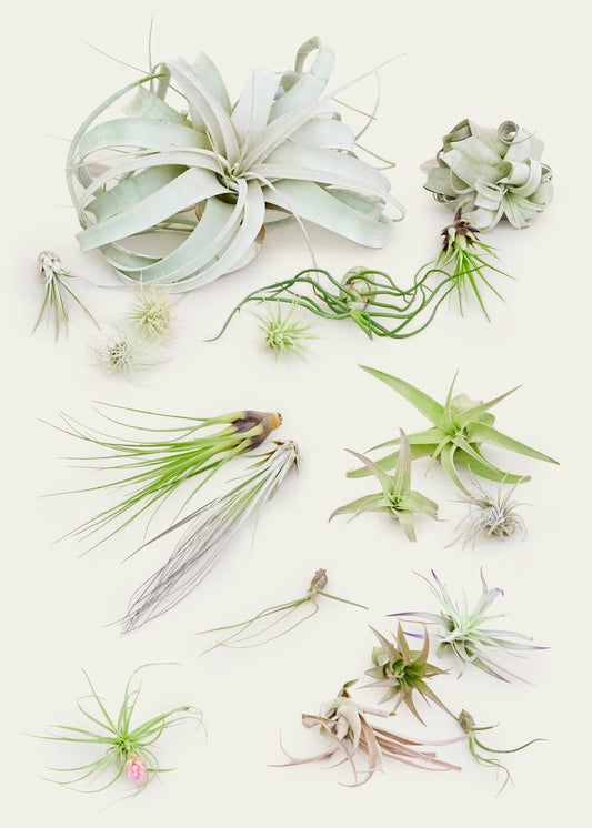 20 Assorted Air Plants