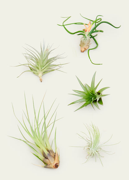 5 Assorted Air Plants