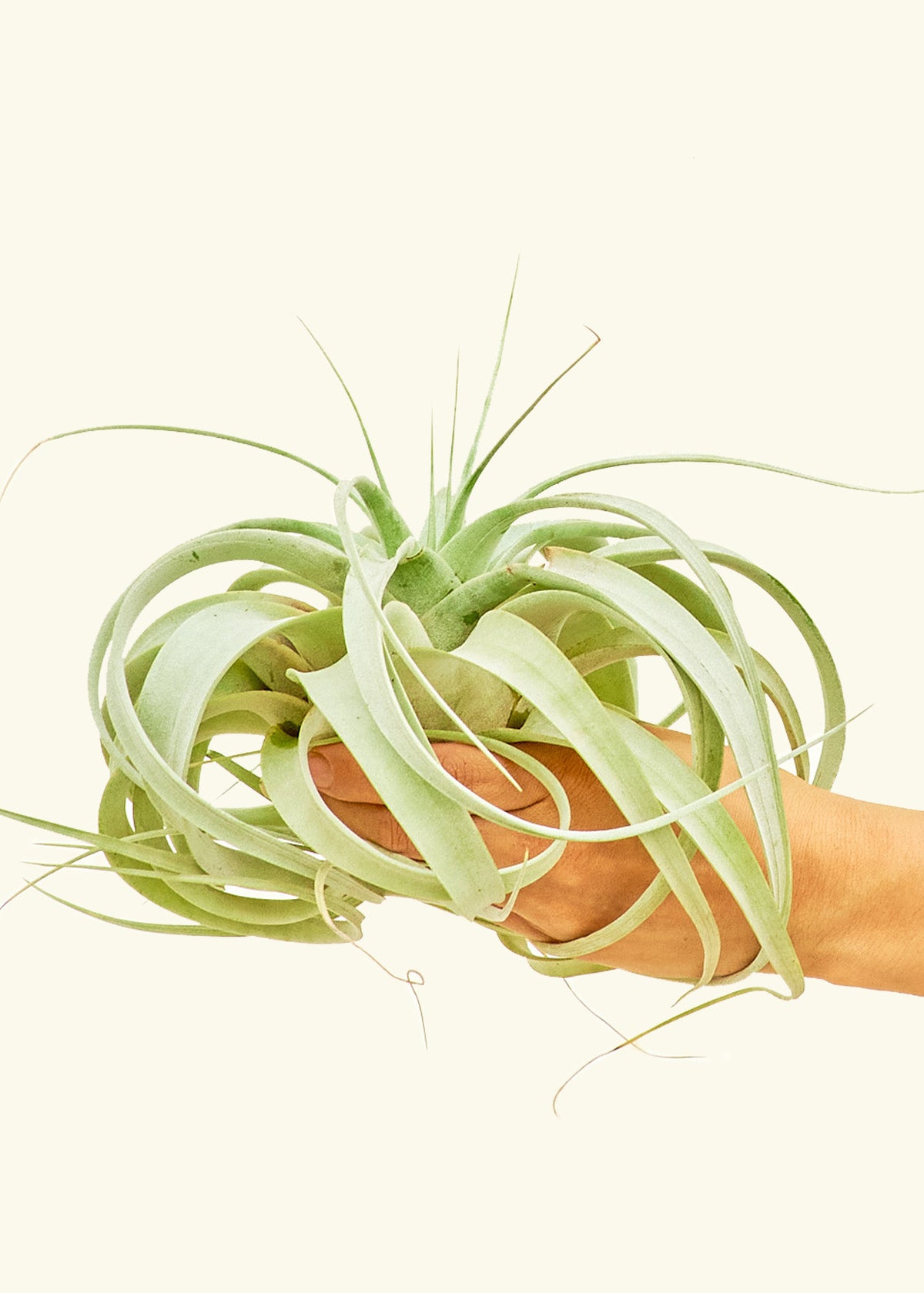 King of Air Plants (Tillandsia – Rooted